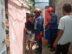 Damkar Evakuasi Ular King Kobra Bertelur Didalam Rumah
