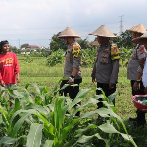Kapolresta Tangerang Tanam Bibit Jagung Dukung Ketahanan Pangan dan Program Poliran