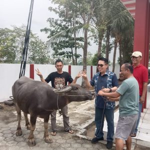 Nazar Bang Ipul terlaksana dengan syukur melalui penyembelihan tiga ekor kerbau, sebagai wujud demokrasi di Lampung Timur
