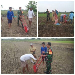 Babinsa Sirnoboyo Dampingi Penyiapan Lahan Ketahanan Pangan Terpadu di Desa Sirnoboyo