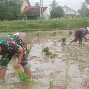 Wujud TNI Manunggal dengan Rakyat, Babinsa Bantu Petani Tanam Padi   