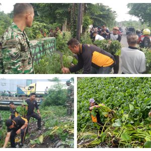 Cegah Banjir Polisi bersama TNI Bersihkan Sampah dan Enceng Gondok di Sungai Gebang Sidoarjo