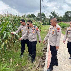 Kapolsek Tigaraksa Memeriksa Lahan Ketahanan Pangan, Jagung 18 Ton Siap Panen di Desa Pematang