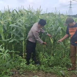 Dukung Program Ketahanan Pangan Nasional Bhabinkamtibmas Polsek Balaraja Aipda Rahmat Melakukan Pemanfaatan Lahan Kosong (Tanaman Jagung) di Desa Kubang