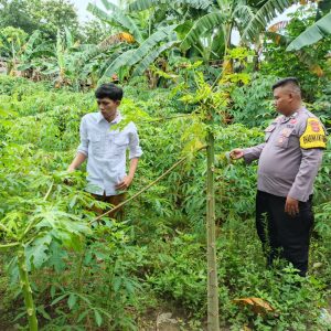 Mengecek Pekarangan Bergizi, Bhabinkamtibmas Polsek Cisoka Berikan Sedikit Edukasi Tentang Cara Bercocok Tanam yang Baik.