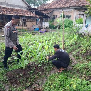 Aipda Rahmat Bhabinkamtibmas Polsek Balaraja Melakukan Pemanfaatan Lahan Pakarangan Rumah (Tanaman Jagung) di Desa Binaan