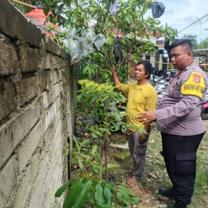 Bentuk Dukungan Program Ketahan Pangan Nasional Bhabinkamtibmas Polsek Cisoka Lakukan Pengecekan Di Setiap Warga Masyarakat Yang Mempunyai Pekarangan Bergizi Dan Lestari.