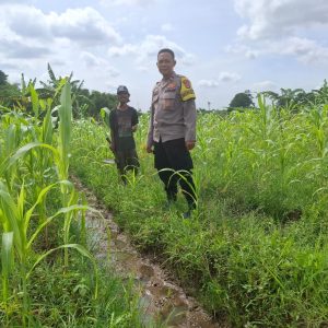 Aipda Rahmat Bhabinkamtibmas Polsek Balaraja Melakukan Pemanfaatan Lahan Pakarangan Rumah (Tanaman Jagung) di Desa Binaan
