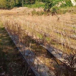 Luapan air sungai wae sekampung di awal th,meluap dua kali,pemilik lahan terancam rugi   