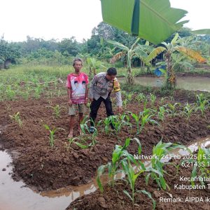 Aipda Ikrar Dinata Bhabinkamtibmas Polsek Balaraja Melakukan Pemanfaatan Lahan Pakarangan Bidang Ketahanan pangan (Tanaman Jagung) di Desa Binaan   