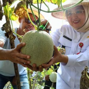 Perkuat Ketahanan Pangan, Wabup Intan Panen Melon   