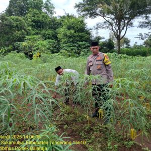 Bentuk Dukungan Program Ketahan Pangan Nasional Bhabinkamtibmas Aipda Rahmat Melaksanakan Pengecekan dan Pendataan Lahan Pekarangan Bidang Ketahanan pangan (Singkong) di Desa Binaan