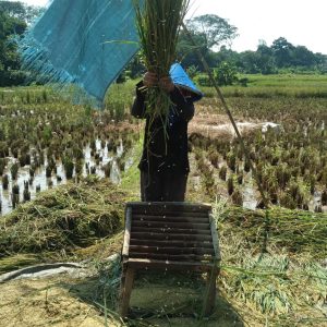 Petani di Desa Mekar Jaya Mendukung Ketahanan Pangan dengan Panen Raya Padi