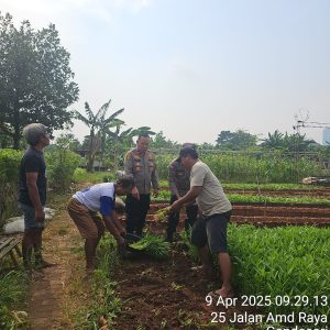 Dukung Ketahanan Pangan Nasional, Kapolsek Jatiuwung Bersama KWT Gemas Implan Panen Sayuran Kangkung