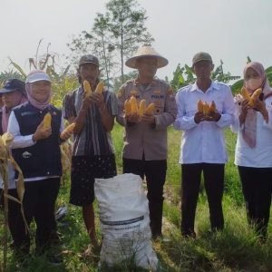 Jagung Melimpah di Cerme, Panen Raya Jagung Polsek Cerme bersama UPT Pertanian, dan Pemdes Sukoanyar