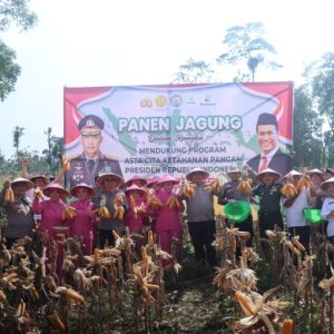 Polres Pasuruan Panen Jagung di Purwodadi, Program Ketahanan Pangan Berjalan Baik