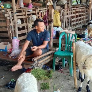 Yang mau Mencari Kambing Kurban Sehat? Kunjungi Rumah Pak Wawan di Desa Renged Kecamatan Kresek
