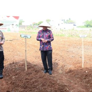 Bupati dan Unsur Forkopimda Menanam Jagung Hibrida di Kampung Batu Tunggul Sukatani.   