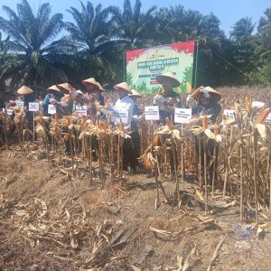 Wakil Bupati Tanggamus, Hadir dalam Acara Panen Raya Jagung Serentak Kuartal II dan Ground Breaking Gudang Penyimpanan