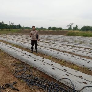 Wujud Nyata Dukung Ketahanan Pangan, Bhabinkamtibmas Desa Peusar Cek Lahan Penanaman Jagung