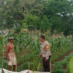 Pemanfaatan Lahan Pekarangan Bidang Ketahanan Pangan Polsek Pasar Kemis