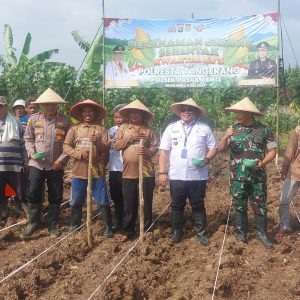 Kapolsek Pasar Kemis Bersama Forkopimcam Melaksanakan Penanaman Jagung Serentak Kuartal III untuk Mendukung Ketahanan Pangan Nasional