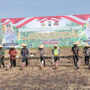 Dukung Ketahanan Pangan Nasional, Polres Lamongan Tanam Jagung di Lahan Baku Desa Kedali