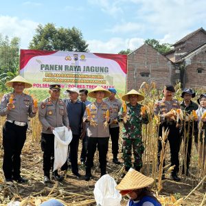 Menuju Swasembada Pangan, Kapolres Trenggalek Bersama Warga Panen Raya Jagung
