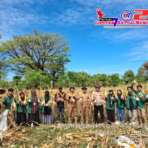 Sinergi Bhabinkamtibmas, Pemdes, PPL, dan Mahasiswa KKN Panen Jagung di Labakkang