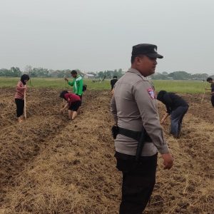 Polsek Kronjo Lanjutkan Penanaman Jagung di Lahan 5 Hektar Desa Jenggot   