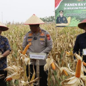 Dukung Asta Cita Presiden, Kapolresta Tangerang Panen Jagung Serentak Program Ketahanan Pangan
