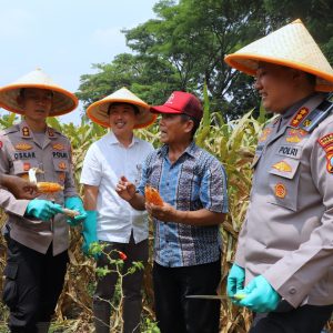 Dukung Swasembada Pangan Nasional Polresta Malang Kota Targetkan Lahan 26, 35 Hektar untuk Kuartal IV