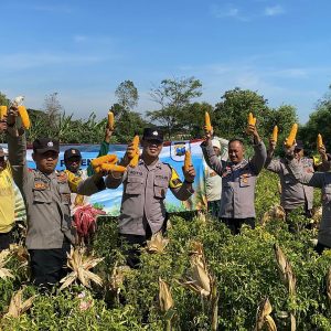 Wujudkan Program Ketahanan Pangan Polres Probolinggo Bersama Kelompok Tani Panen Jagung di Bantaran
