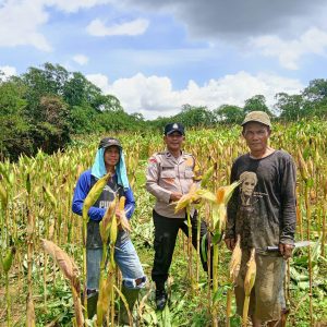 Polsek Panongan Galakkan Ketahanan Pangan Bersama Warga Desa Ranca Iyuh   