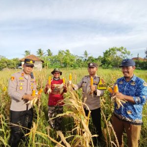 Polsek Kronjo Perkuat Sinergi Masyarakat Lewat Panen Jagung Hibrida   
