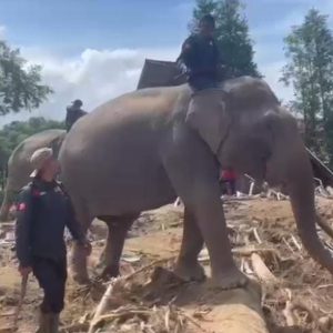 Sinergi Polri dan BKSDA : Gajah Dikerahkan Bersihkan Material Banjir di Pidie Jaya