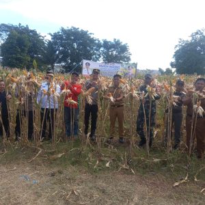 Polsek Panongan Panen Jagung Program 1 Desa 2 Hektar, Dukung Ketahanan Pangan Nasional   