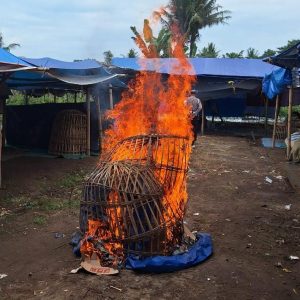 Polresta Banyuwangi Bongkar Arena Judi Sabung Ayam