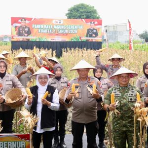 Polda Jatim Gelar Panen Raya Jagung Serentak Kuartal IV di Sidoarjo