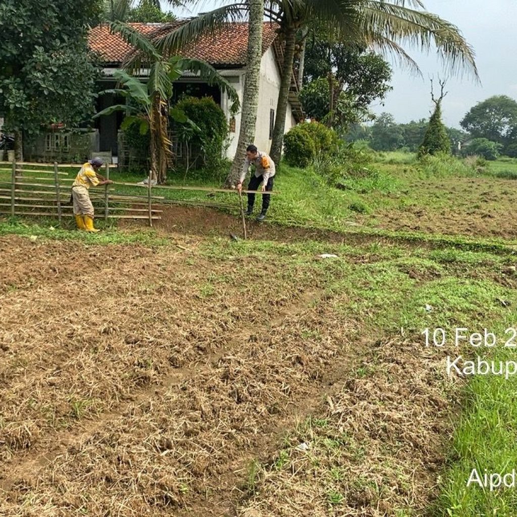 Bhabinkamtibmas Polsek Panongan cek lahan jagung hibrida di Desa Mekar Jaya, Kabupaten Tangerang