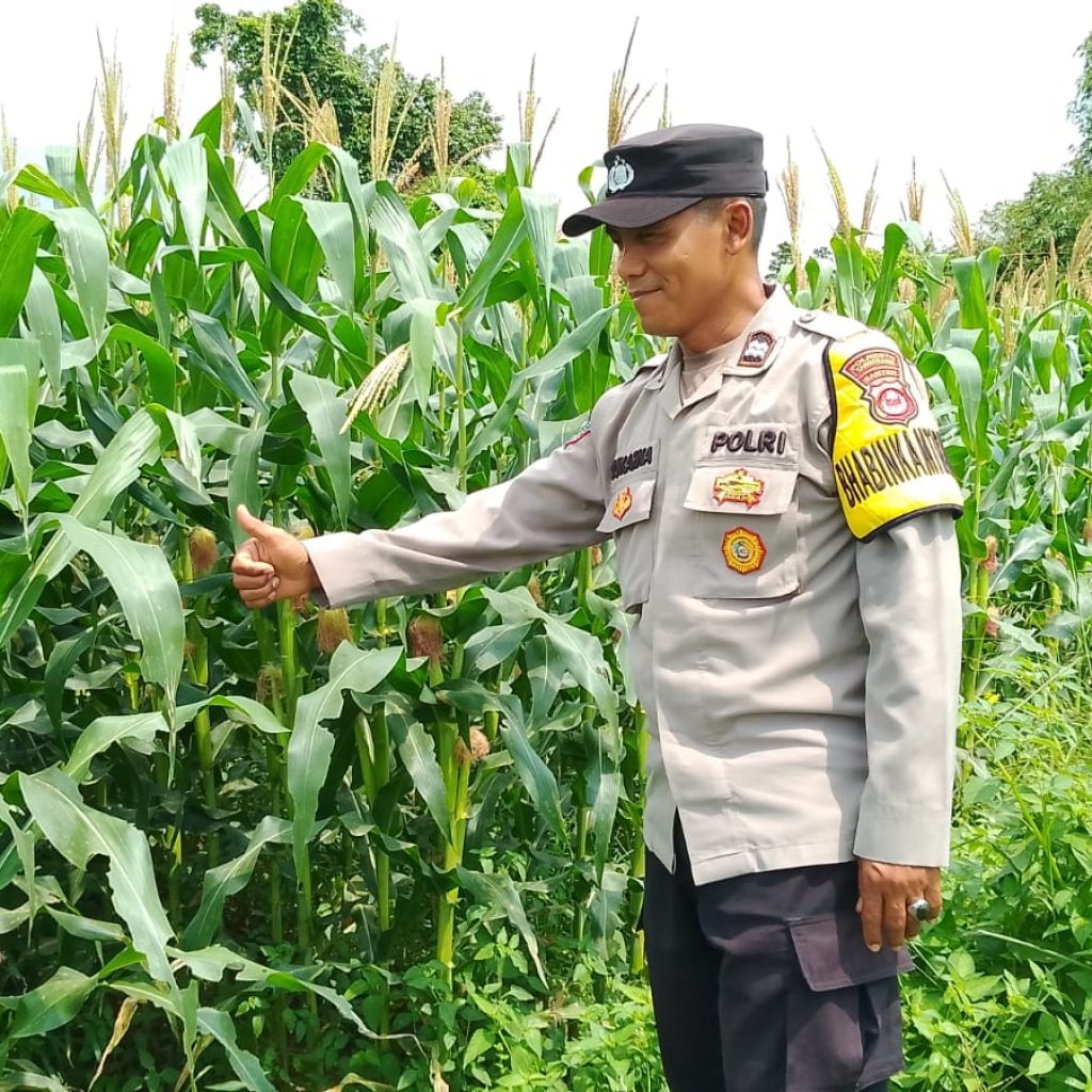 Bhabinkamtibmas Polsek Kresek pantau jagung hibrida di Desa Cibetok Tangerang