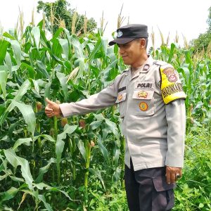 Bhabinkamtibmas Polsek Kresek Dukung Program Ketahanan Pangan di Desa Cibetok