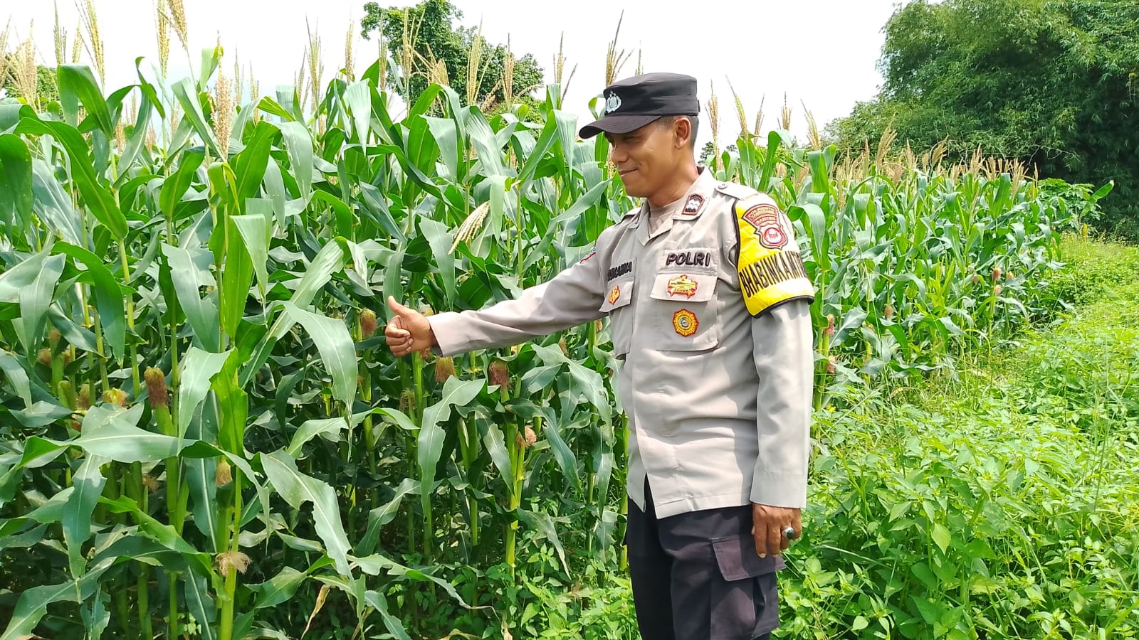 Bhabinkamtibmas Polsek Kresek pantau jagung hibrida di Desa Cibetok Tangerang