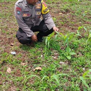Update Progres Tanam Jagung Program 1 Desa 2 Hektar di Desa Taban, Bhabinkamtibmas Polsek Tigaraksa Lakukan Pengecekan