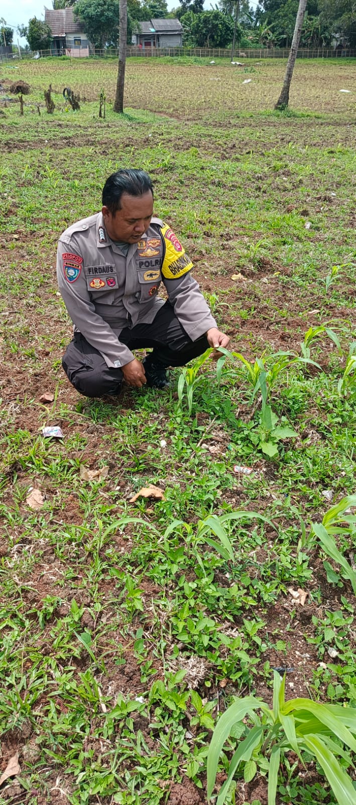Pengecekan progres tanam jagung program 1 desa 2 hektar di Desa Taban oleh Bhabinkamtibmas Polsek Tigaraksa