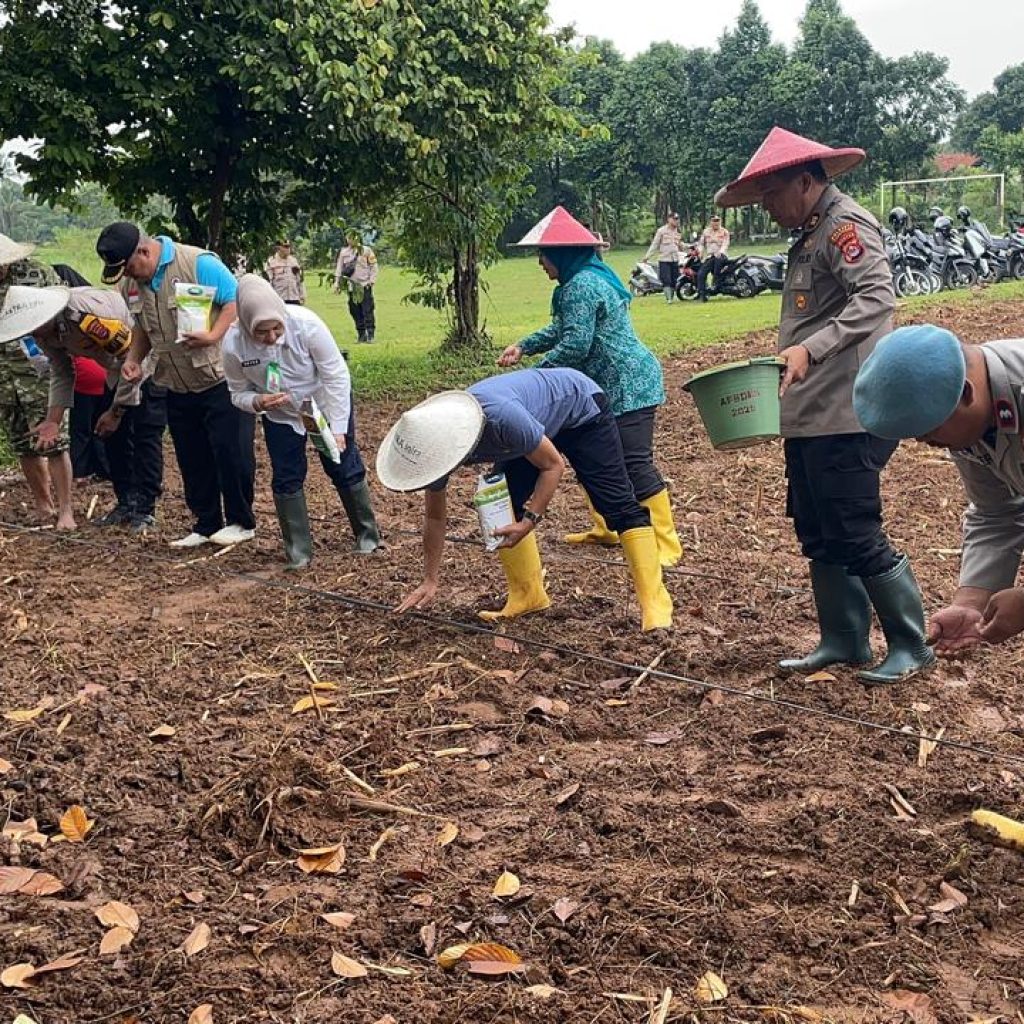 Personel Polsek Panongan bersama petani melakukan penanaman jagung hibrida di Desa Serdang Kulon Kecamatan Panongan Kabupaten Tangerang