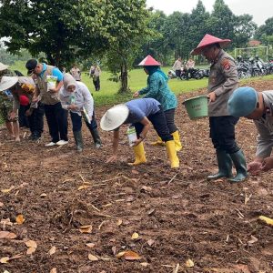 Dukung Asta Cita Presiden, Polri Turun Langsung Dampingi Petani Tanam Jagung di Panongan Tangerang