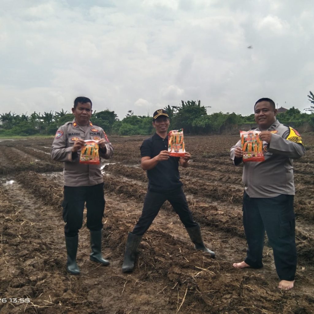 penanaman jagung hibrida oleh Polsek Cikupa di Panongan Tangerang