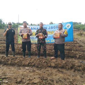 Polsek Cikupa Tanam Jagung Hibrida 1 Hektar di Panongan, Dukung Ketahanan Pangan Nasional