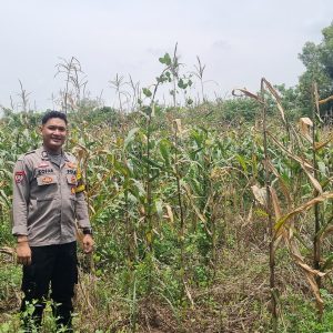 Polsek Pasar Kemis Cek Perkembangan Tanaman Jagung, Dukung Ketahanan Pangan di Kabupaten Tangerang
